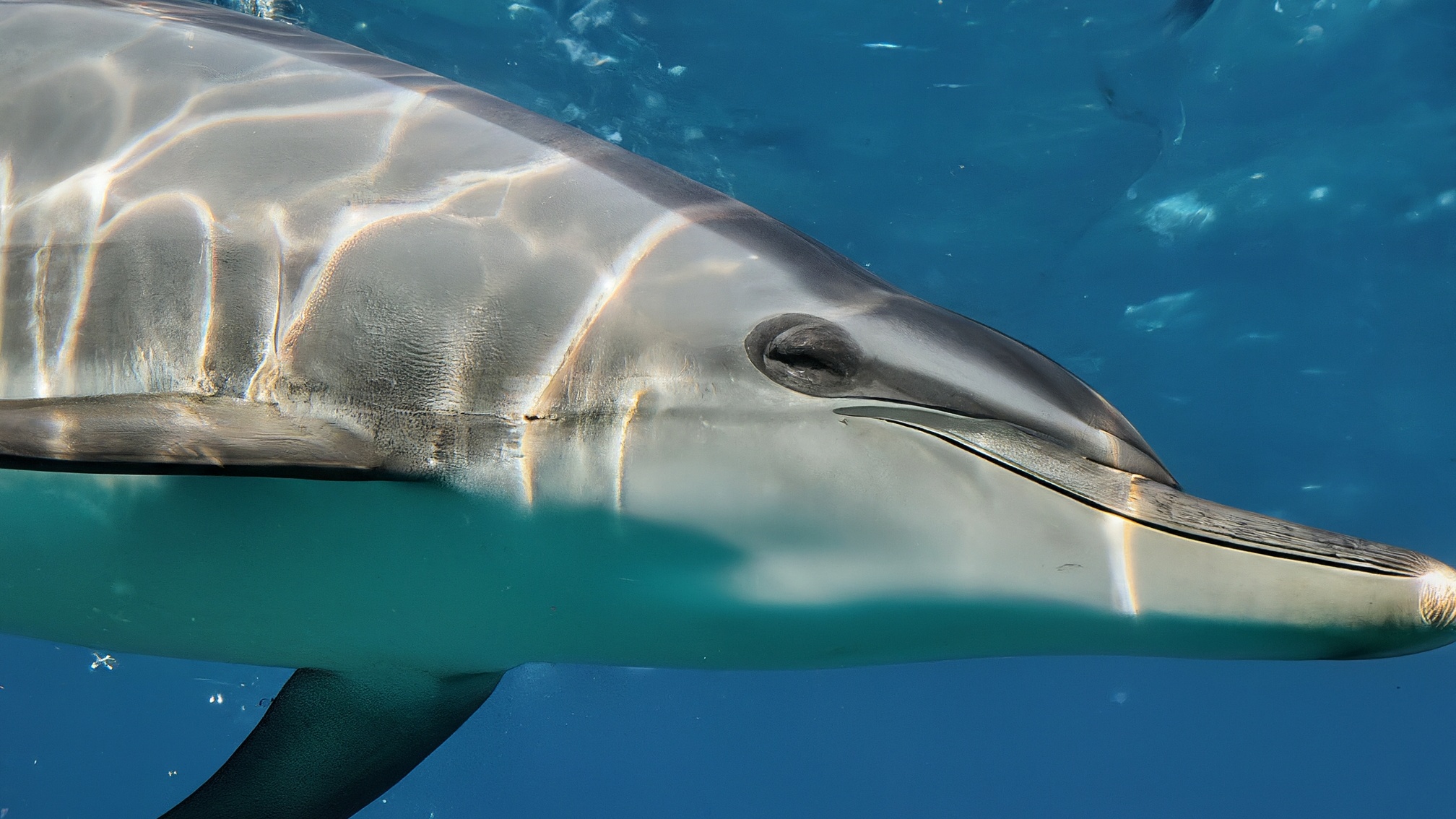 Marine Wildlife Tracking